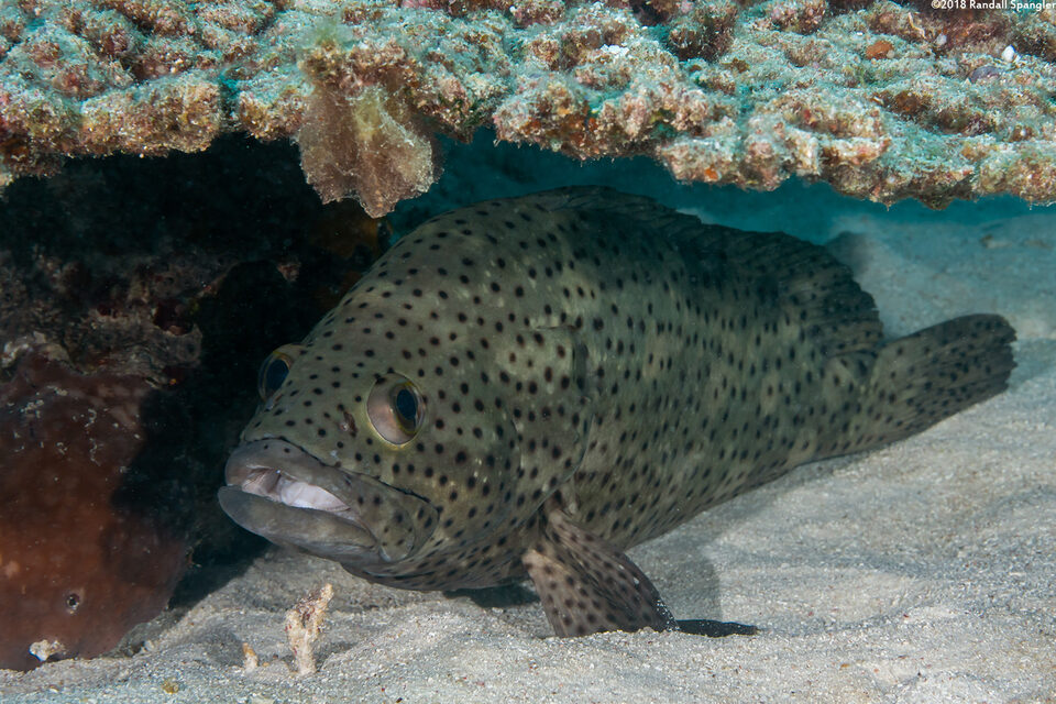Epinephelus corallicola (Coral Rock Grouper)