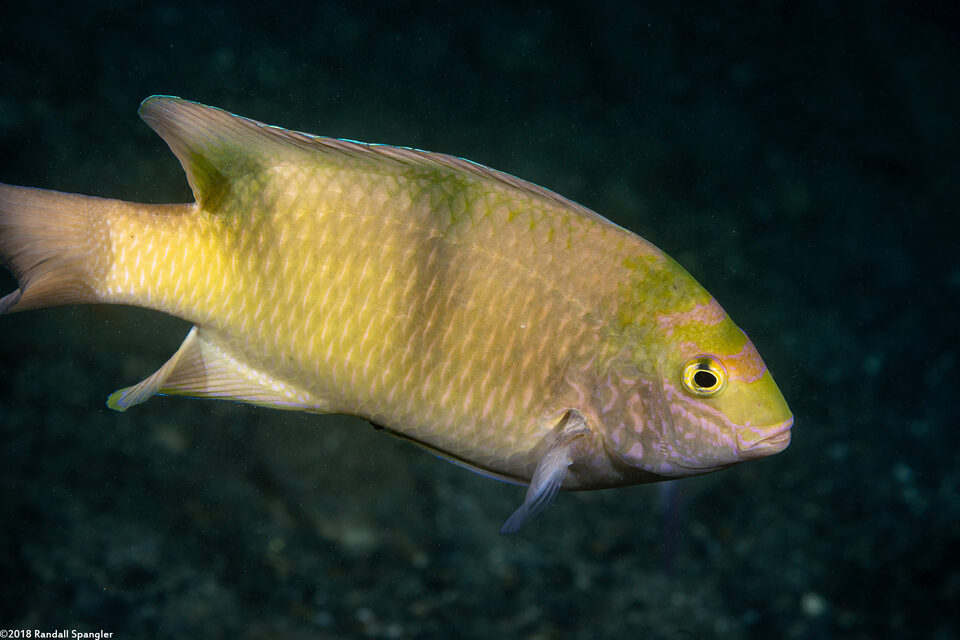 Pomacentrus grammorhynchus (Azurespot Damsel)