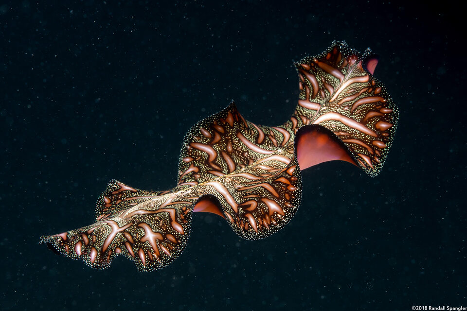 Pseudobiceros bedfordi (Persian Carpet Flatworm)