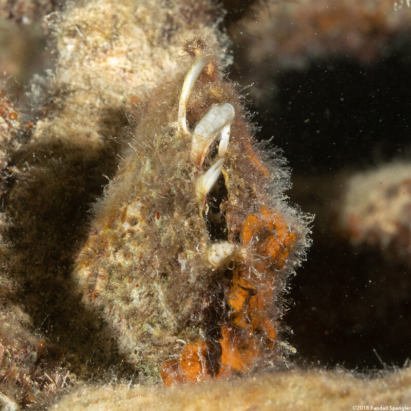 Pinctada margaritifera (Pacific Pearl Oyster)