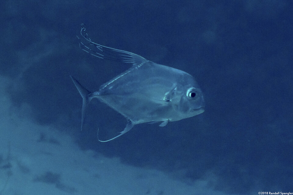 Alectis ciliaris (Threadfin Jack)