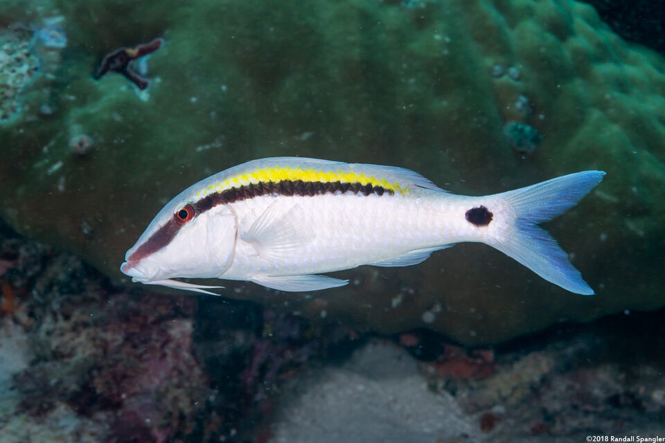 Parupeneus barberinus (Dash-Dot Goatfish)