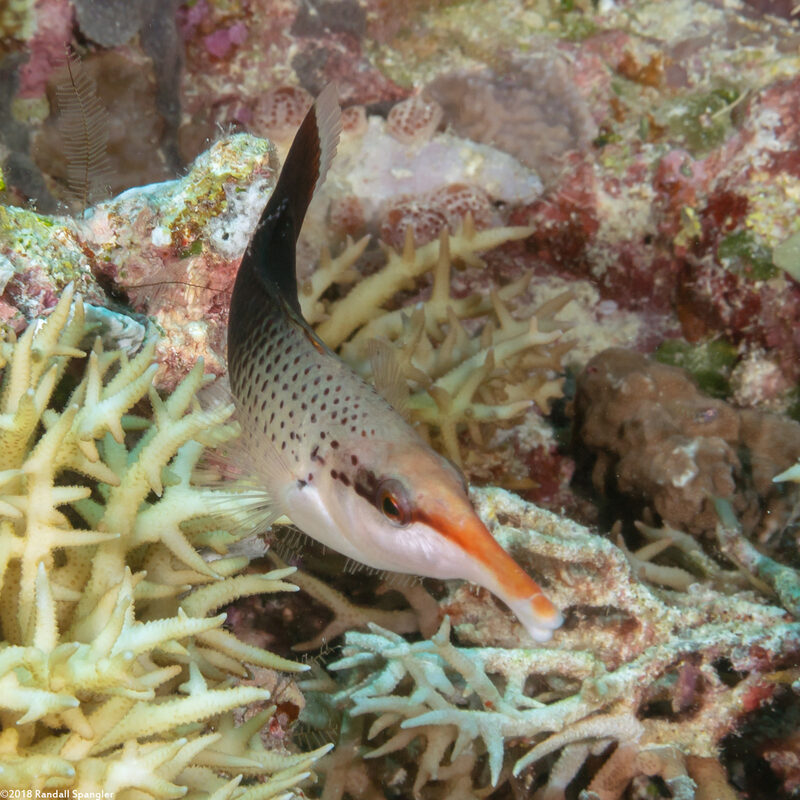 Gomphosus varius (Bird Wrasse)