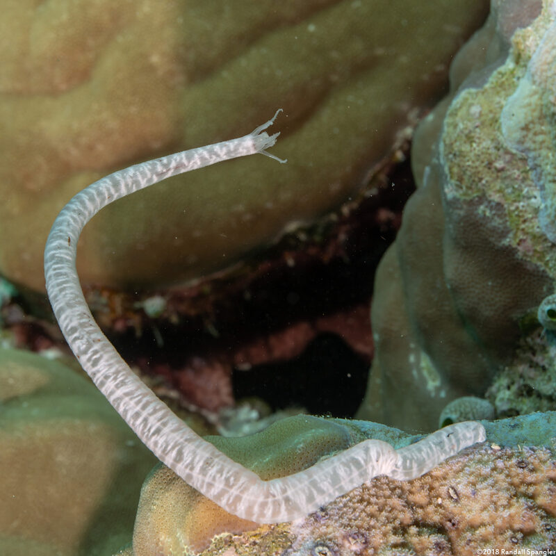 Synaptula sp.2 (Synaptula sp.2)