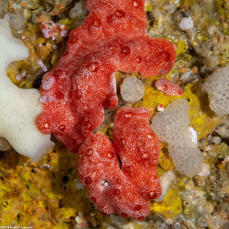 Didemnum sp.5 (Didemnum sp.5)