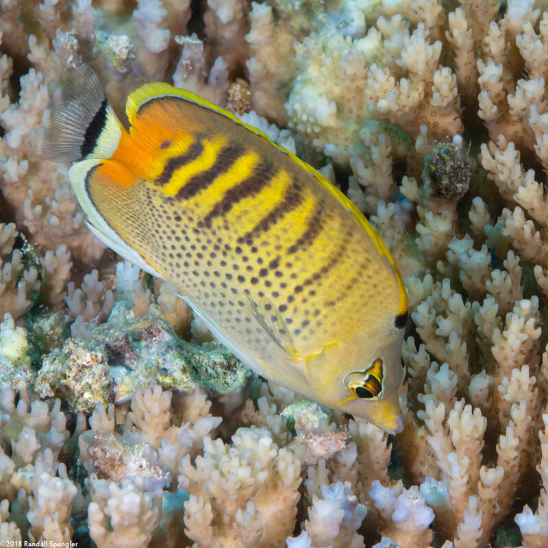 Chaetodon punctatofasciatus (Spot-Banded Butterflyfish)