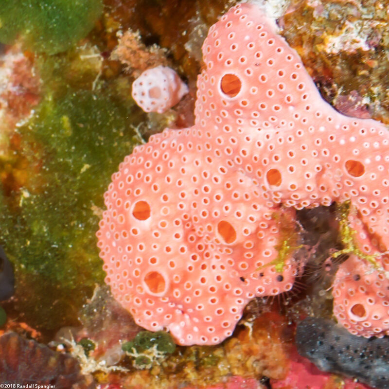 Didemnum rubeum (Didemnum rubeum)