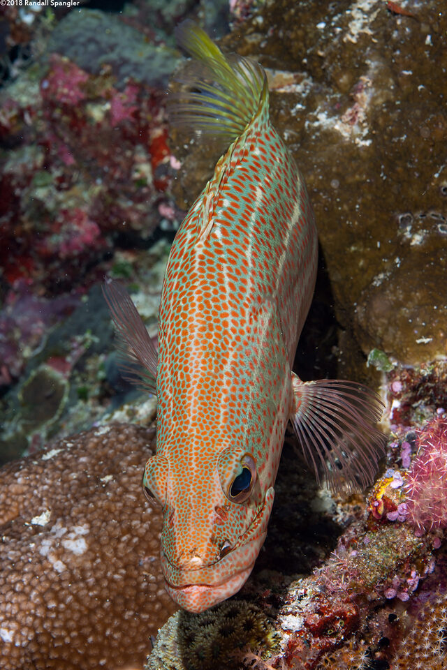 Anyperodon leucogrammicus (Slender Grouper)