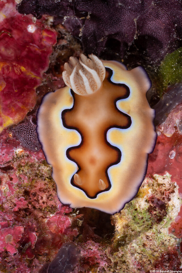 Goniobranchus coi (Co's Chromodoris)