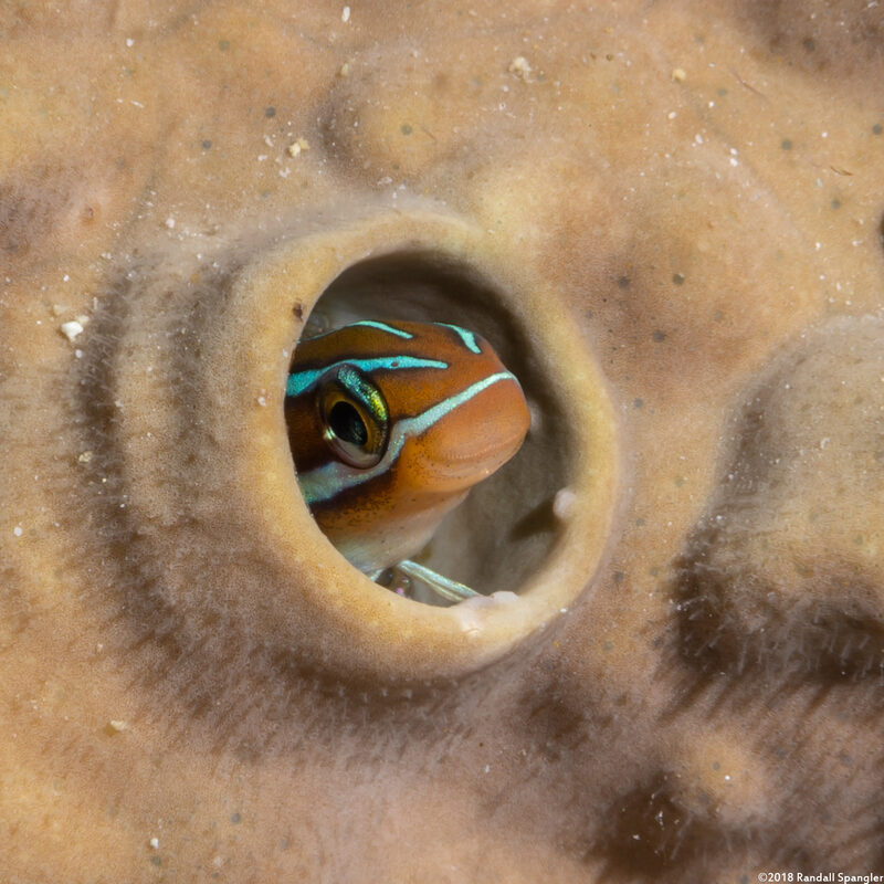 Plagiotremus rhinorhynchos (Bluestriped Fangblenny)