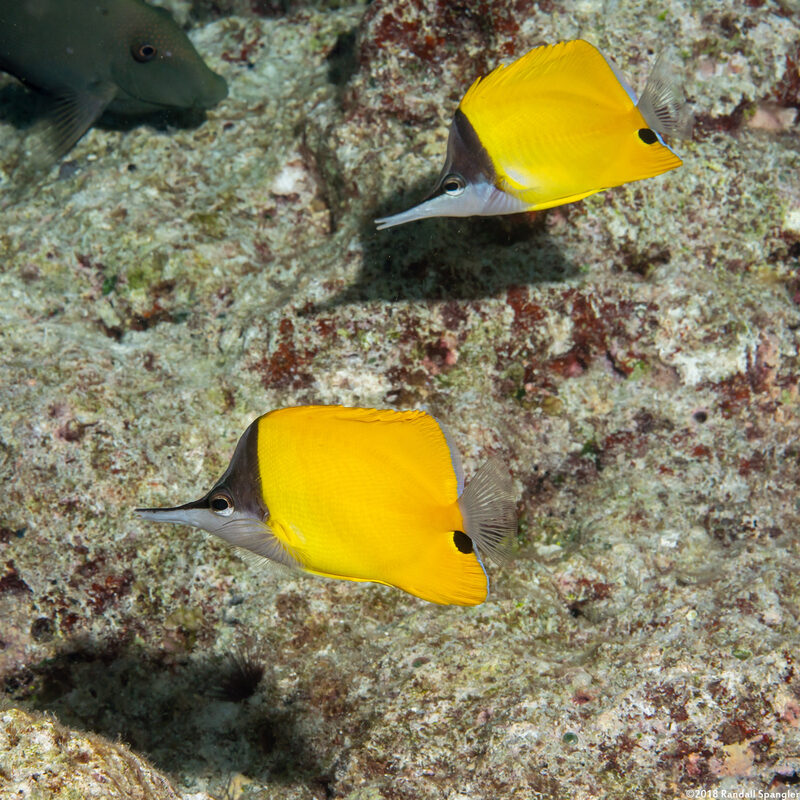 Forcipiger flavissimus (Common Longnose Butterflyfish)