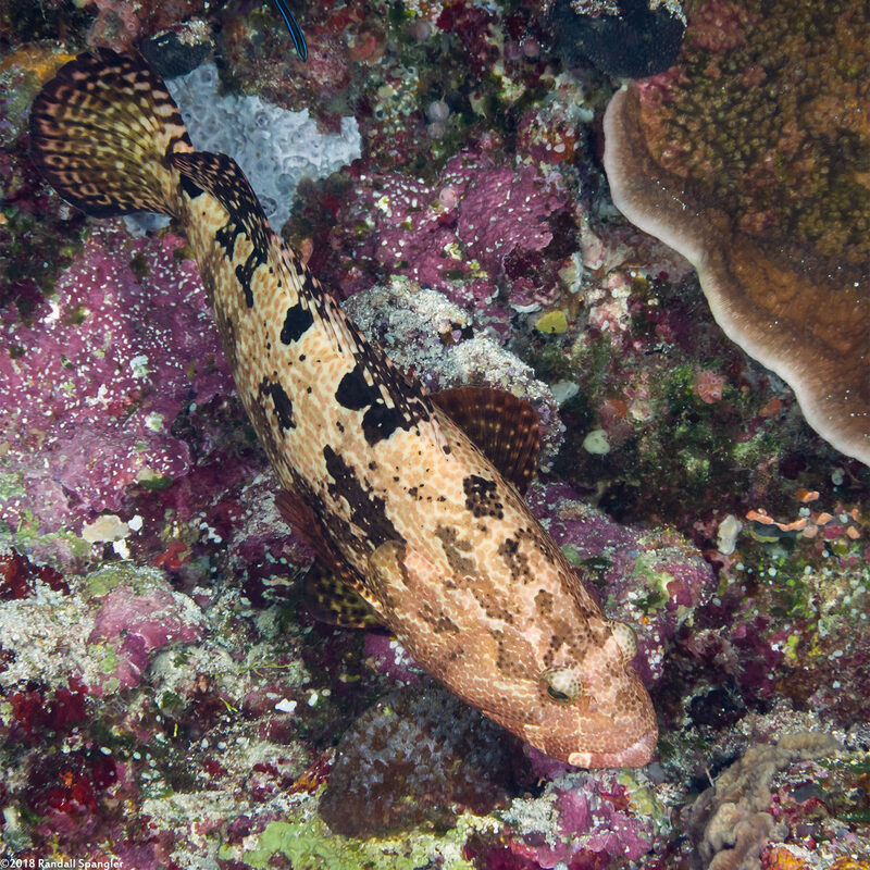 Epinephelus fuscoguttatus (Brown-Marbled Grouper)