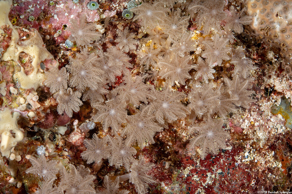 Clavularia sp.1 (Clavularia sp.1)