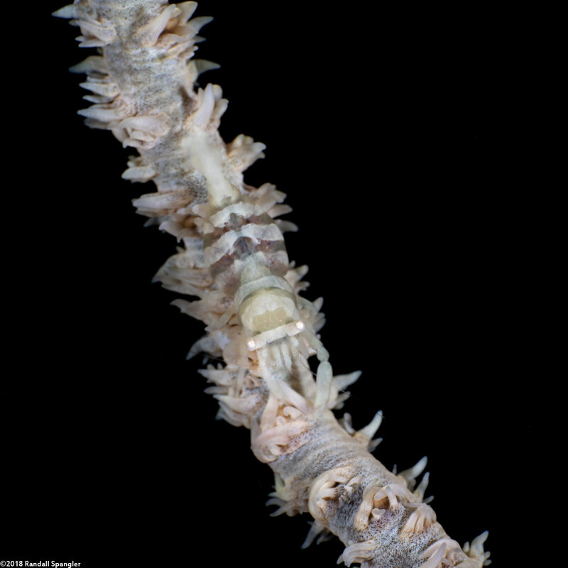Pontonides ankeri (Barred Wire Coral Shrimp)
