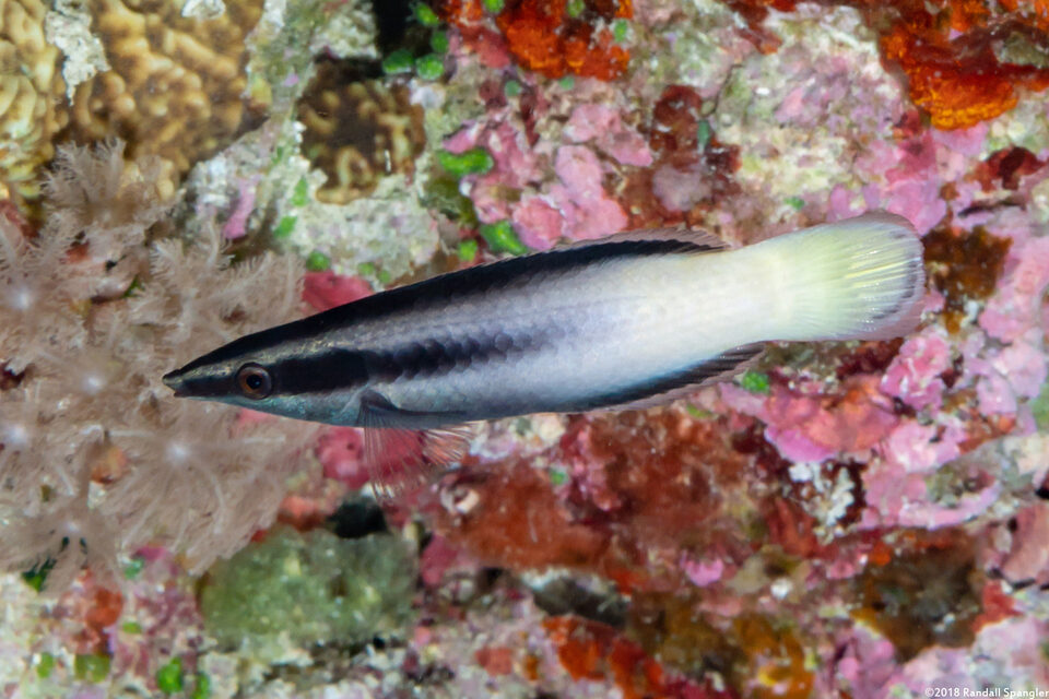Labroides bicolor (Bicolor Cleaner Wrasse)