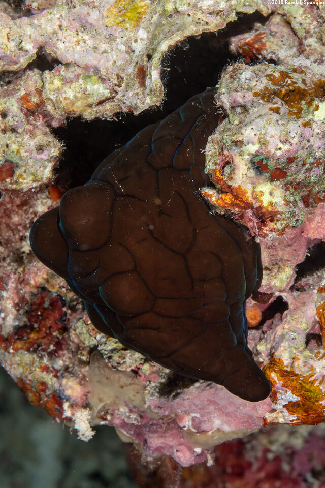 Coriocella nigra (Black Velvetinid)