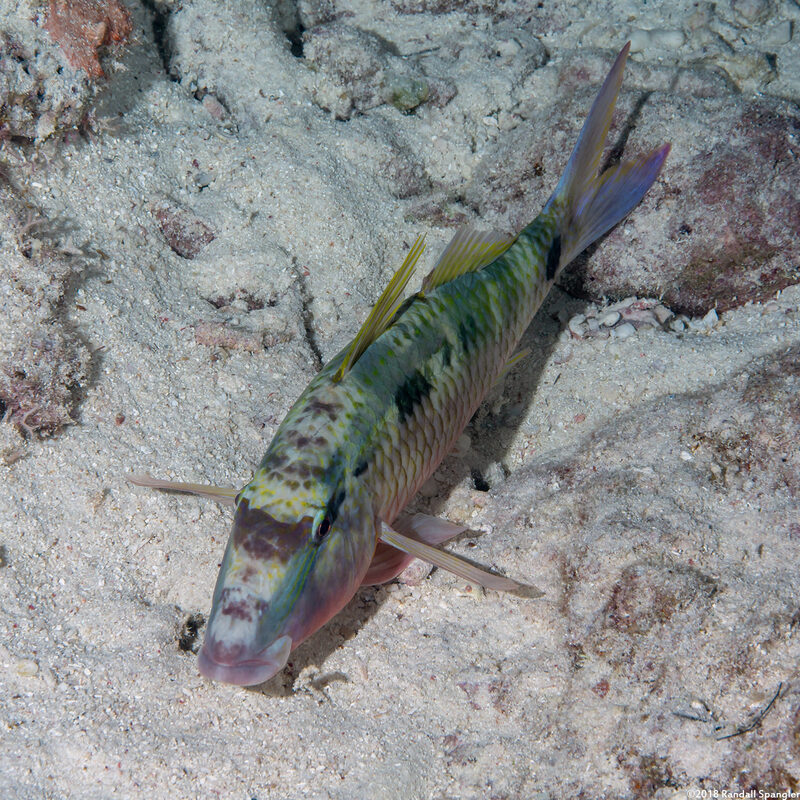 Parupeneus barberinus (Dash-Dot Goatfish)