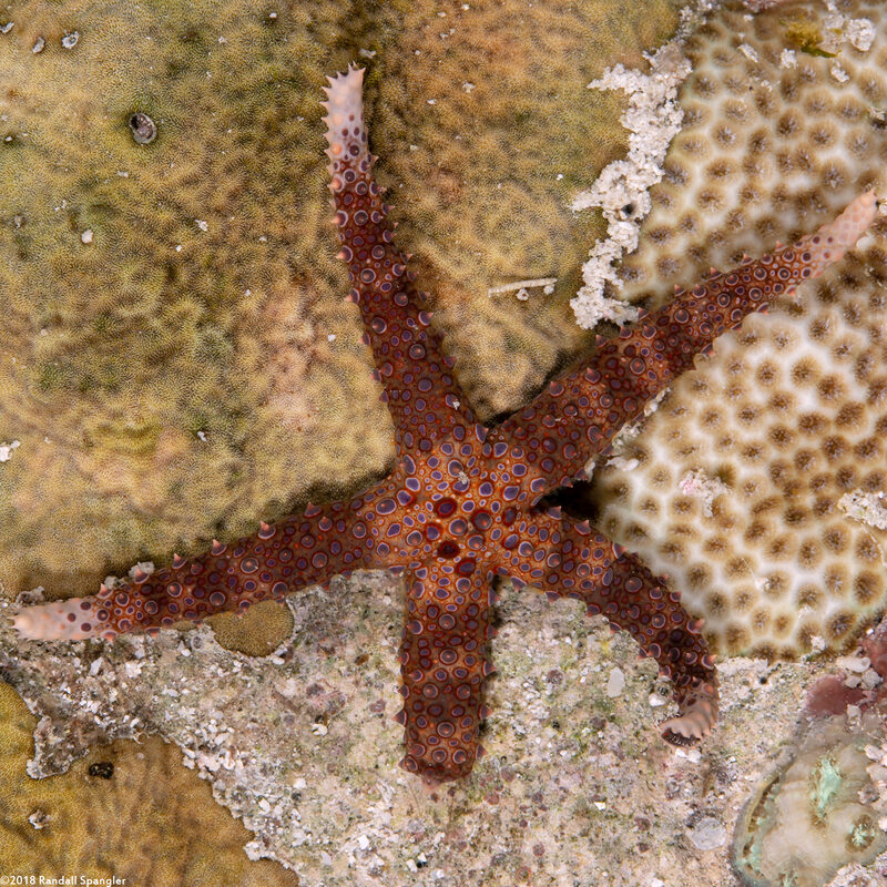Gomophia egyptiaca (Egyptian Sea Star)