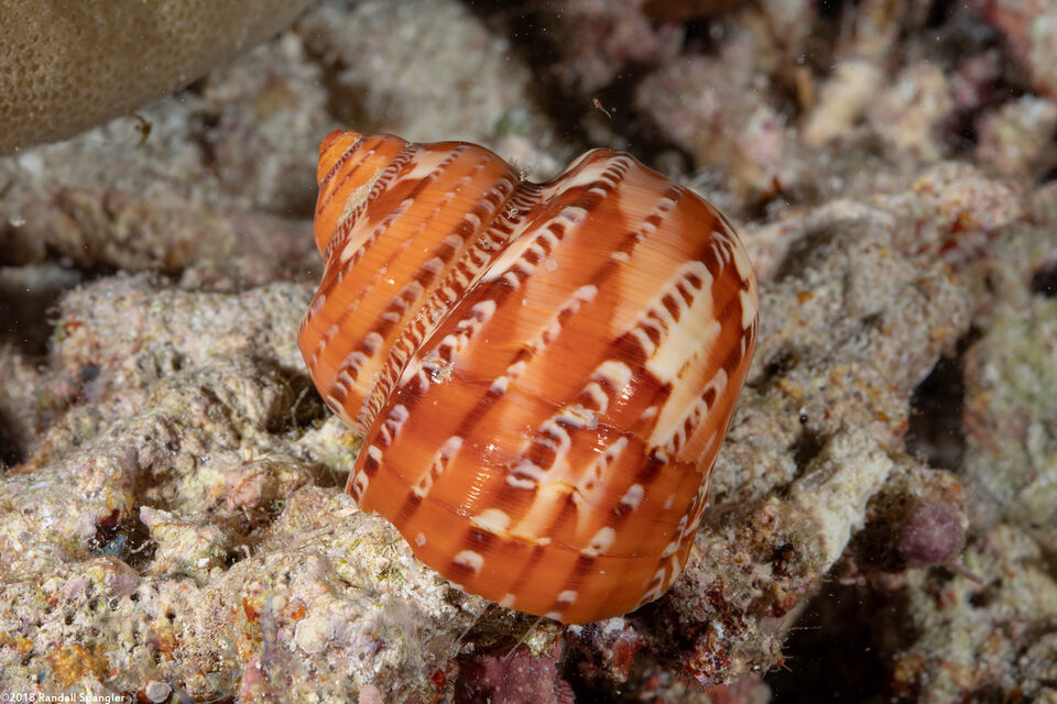 Turbo petholatus (Tapestry Turban)