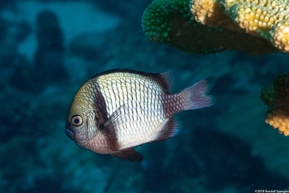 Dascyllus reticulatus (Reticulated Dascyllus)