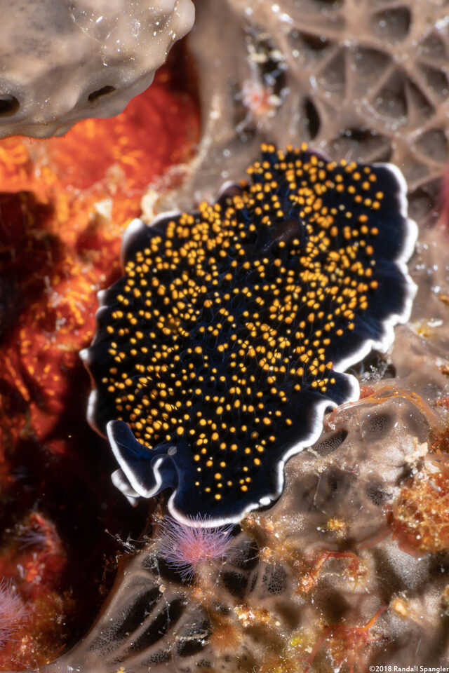 Thysanozoon nigropapillosum (Thysanozoon Nigropapillosum)