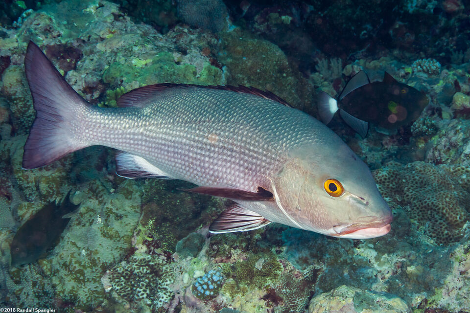 Lutjanus bohar (Red Snapper)