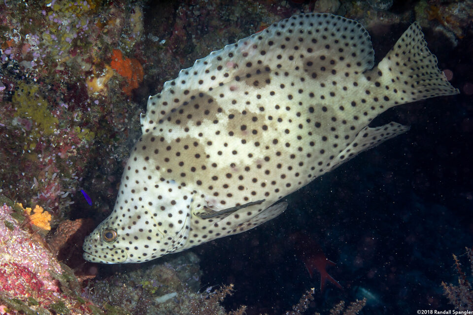 Cromileptes altivelis (Barramundi)