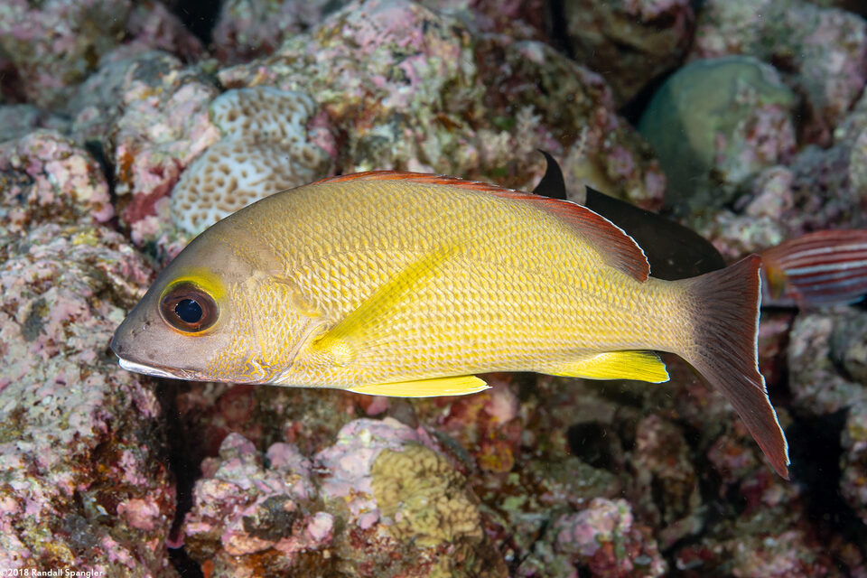 Lutjanus fulvus (Blacktail Snapper)