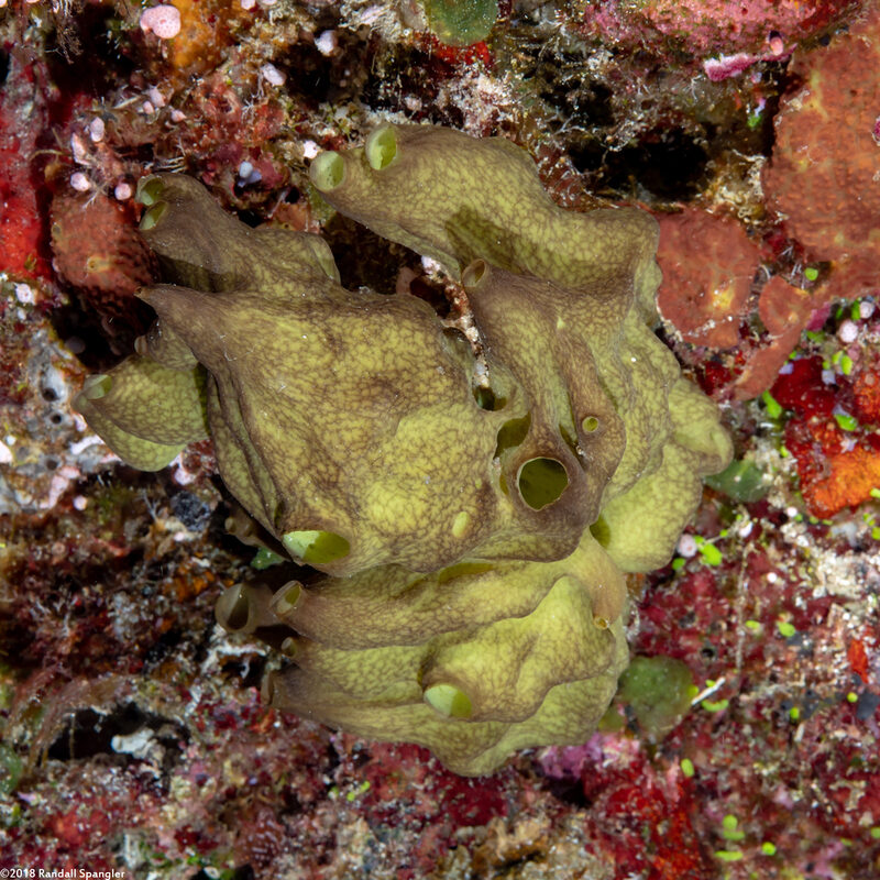 Leucetta sp.1 (Leucetta sp.1)