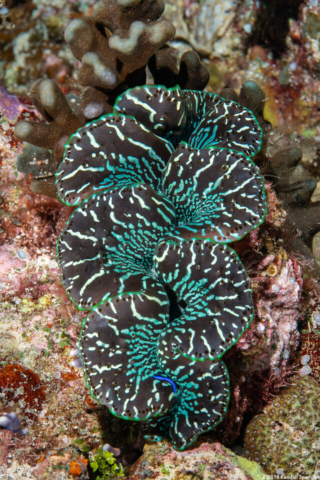 Tridacna crocea (Boring Giant Clam)