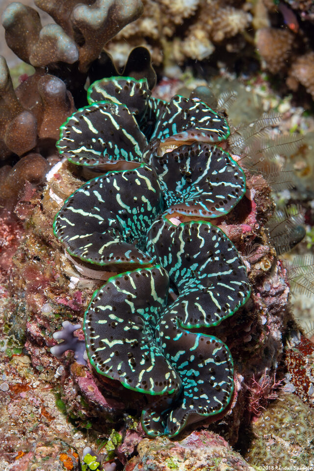 Tridacna squamosa (Fluted Giant Clam)