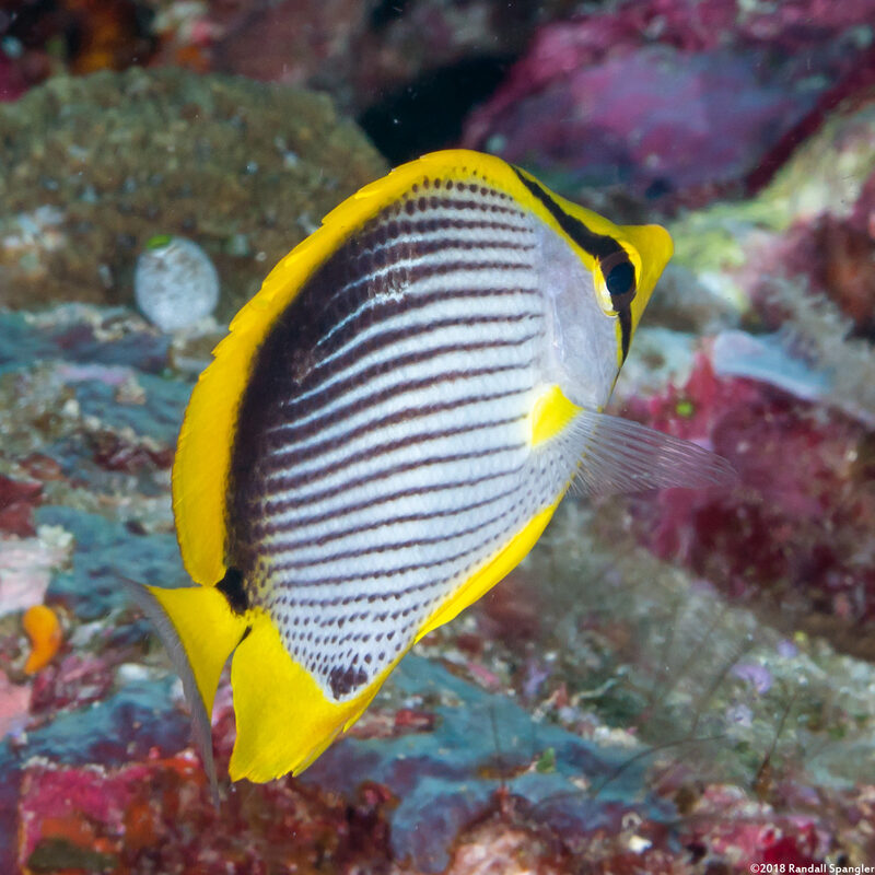 Chaetodon melannotus (Black-Backed Butterflyfish)
