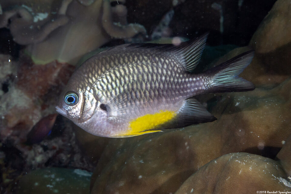 Amblyglyphidodon leucogaster (Yellowbelly Damsel)