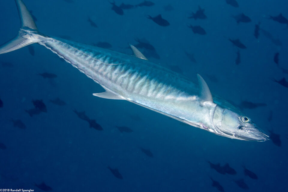 Scomberomorus commerson (Narrow-Barred Spanish Mackerel)