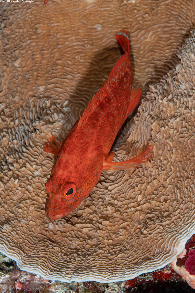 Cephalopholis leopardus (Leopard Grouper)