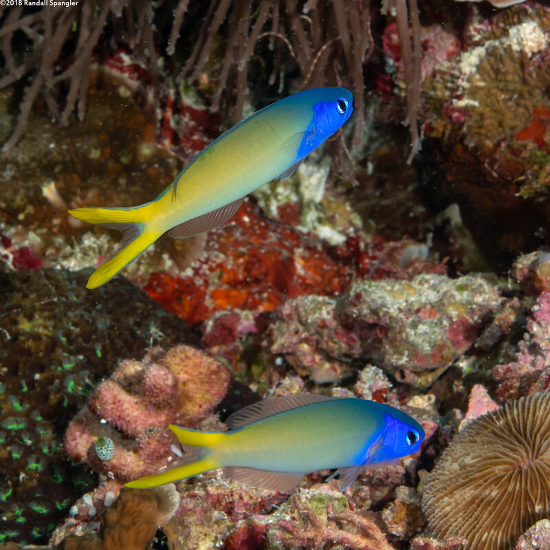 Hoplolatilus starcki (Bluehead Tilefish)