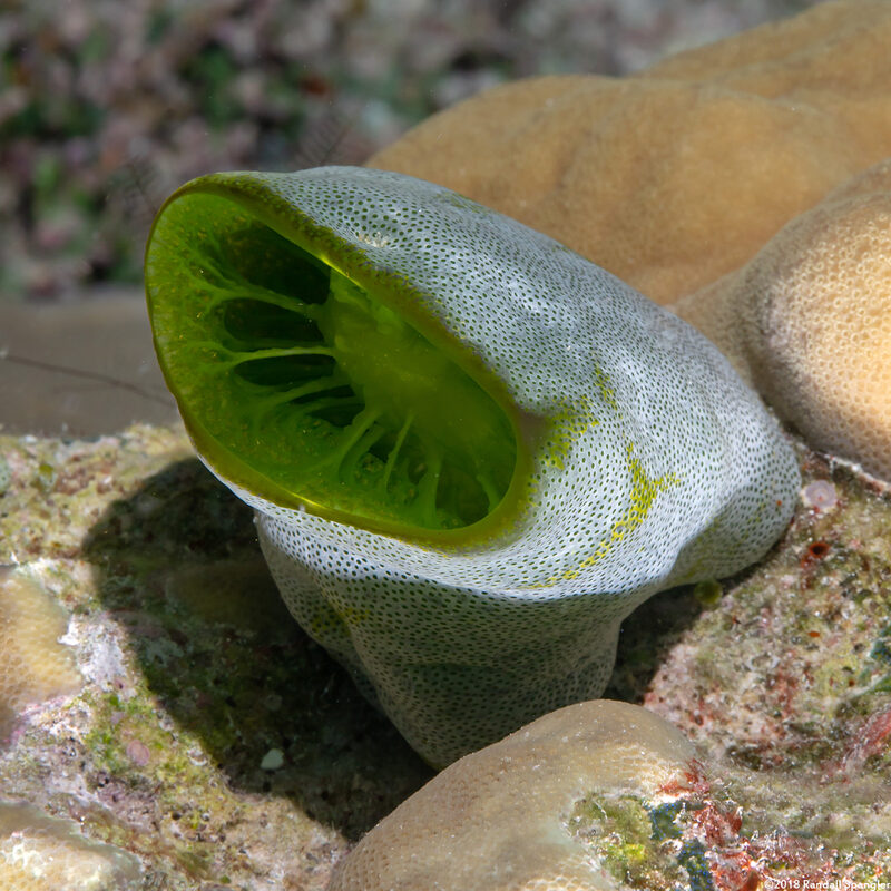 Didemnum molle (Urn Ascidian)