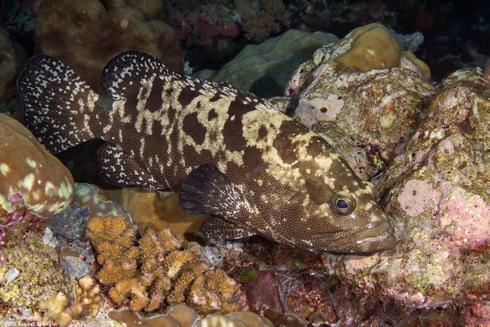 Epinephelus polyphekadion (Camouflage Grouper)