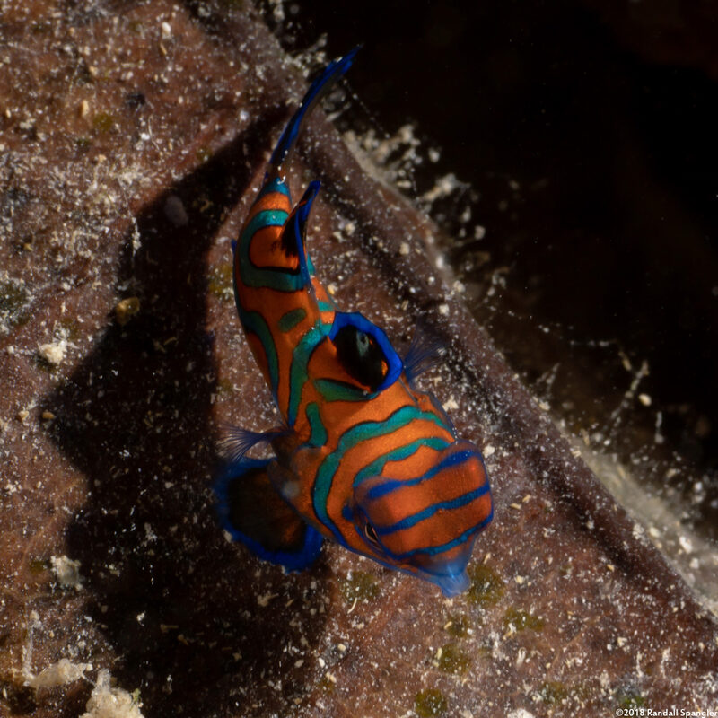 Synchiropus splendidus (Mandarinfish)