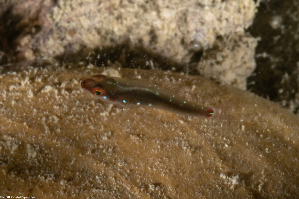 Eviota lachdeberei (Whitespotted Dwarfgoby)