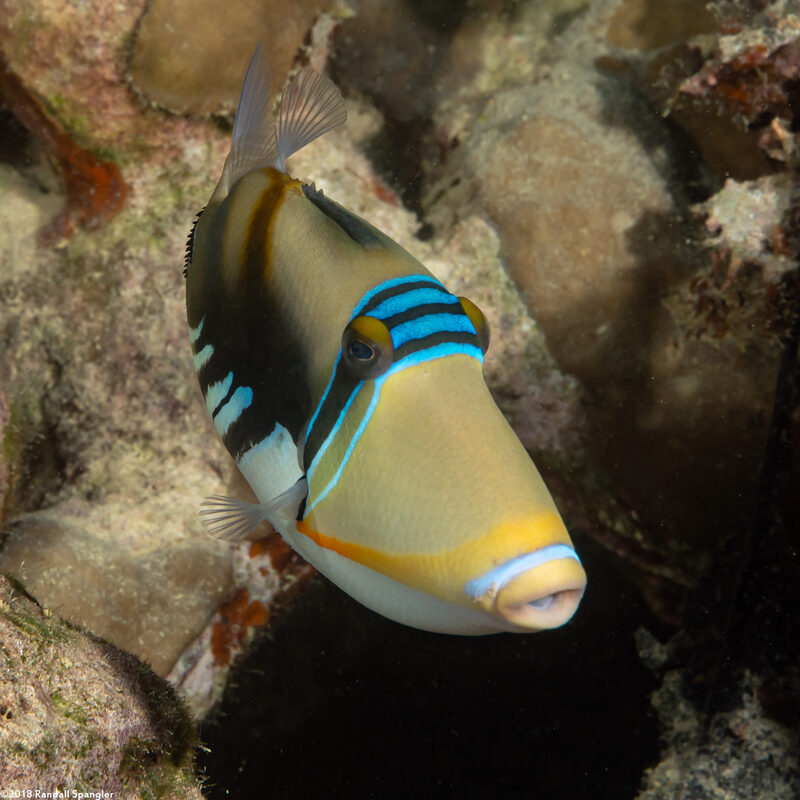 Rhinecanthus aculeatus (Lagoon Triggerfish)