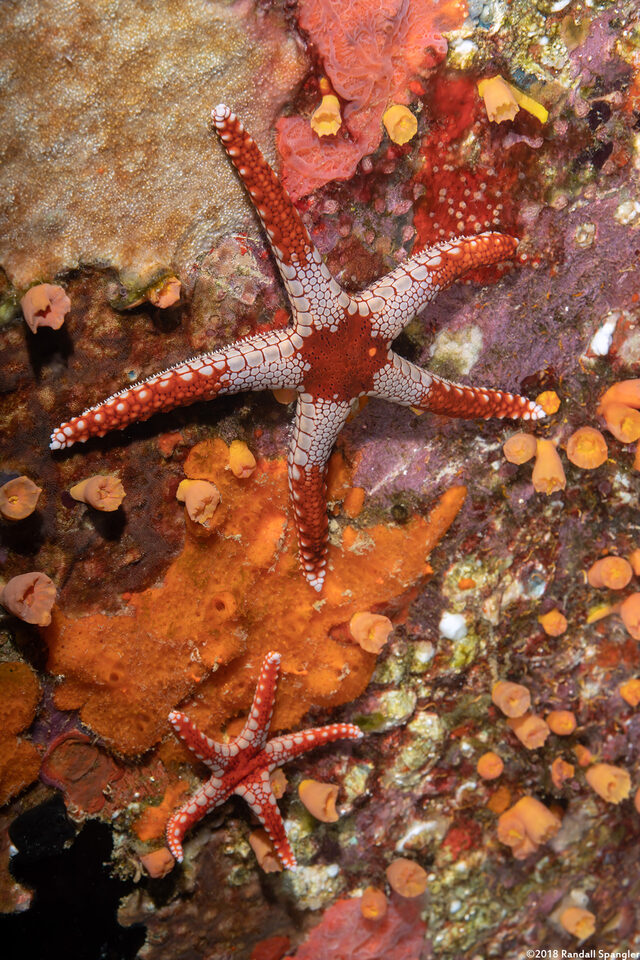 Fromia monilis (Peppermint Sea Star)