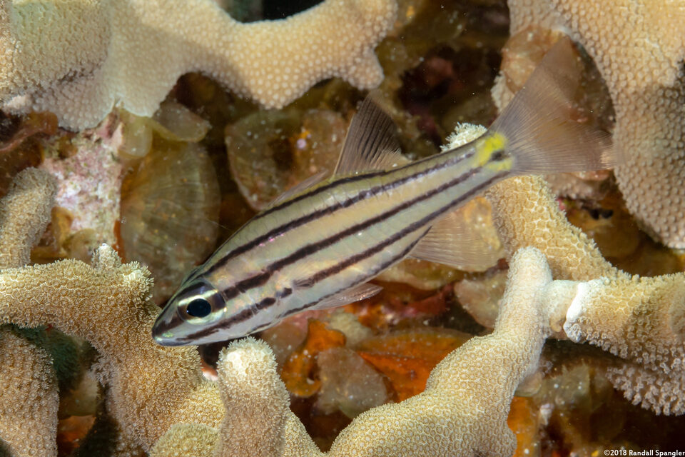 Cheilodipterus quinquelineatus (Fivelined Cardinalfish)