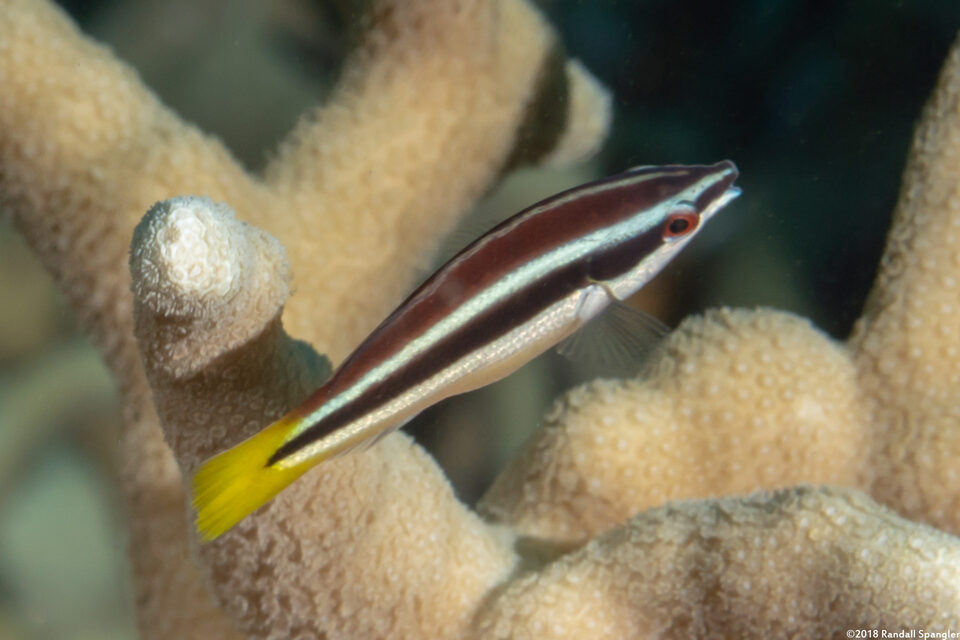 Diproctacanthus xanthurus (Yellowtail Tubelip)