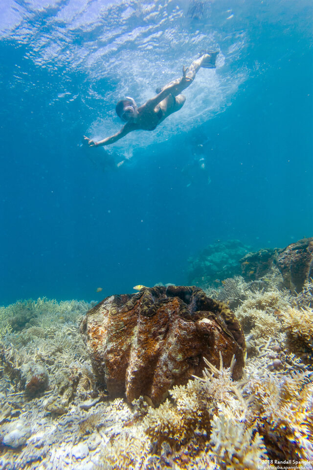 Tridacna gigas (Giant Clam)