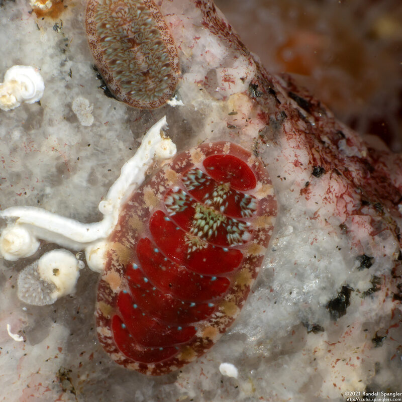 Dendrochiton flectens (Painted Dendrochiton)