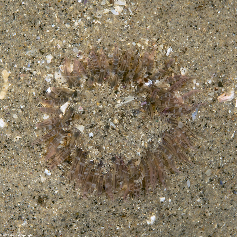 Anthopleura artemisia (Moonglow Anemone)