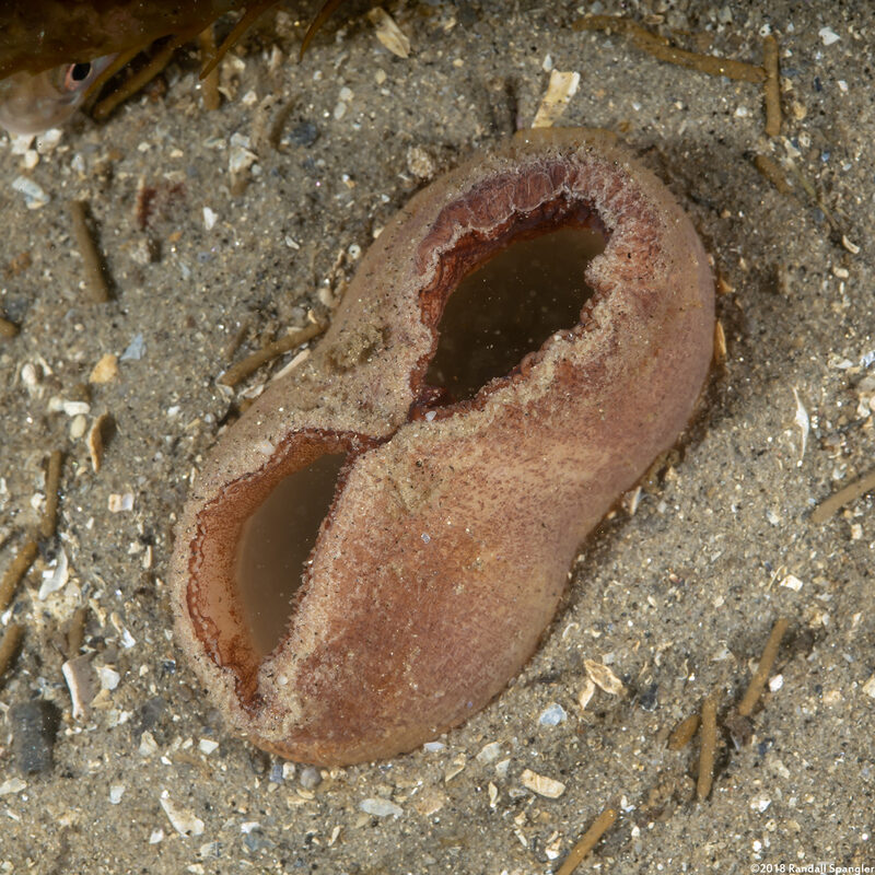 Panopea generosa (Geoduck Clam)