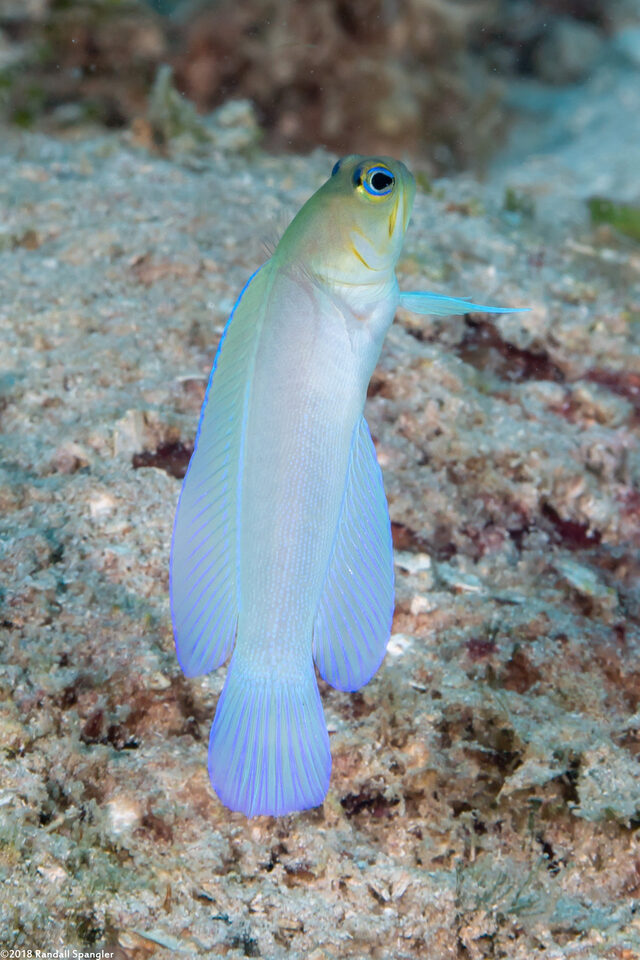 Opistognathus aurifrons (Yellowhead Jawfish)