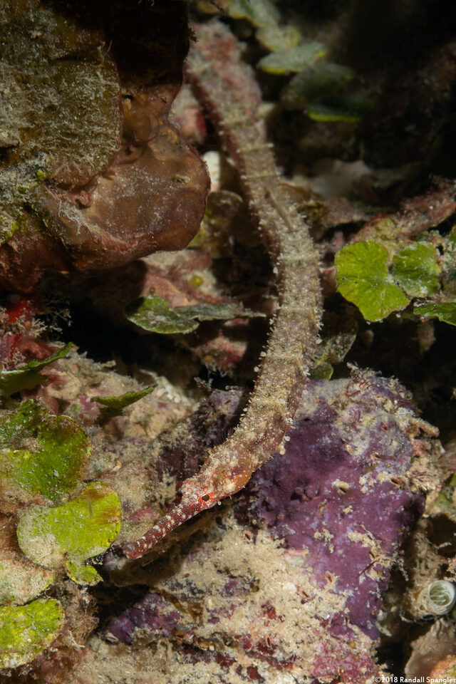 Cosmocampus albirostris (Shortfin Pipefish)